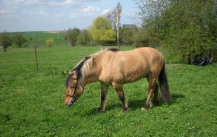 Cheval Bascule - Préseau