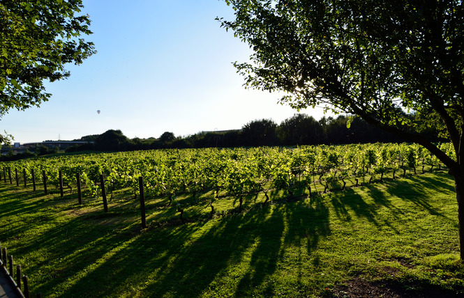 Le site du vignoble - VALENCIENNES 7 - Valenciennes