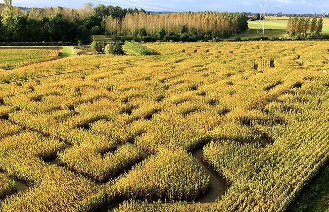 Labyrinthe Végétal Beauregard 3 - Aubry-du-Hainaut