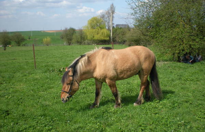 Cheval Bascule 1 - Préseau