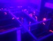 Laser Game Evolution 5 - Valenciennes