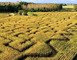 Labyrinthe Végétal Beauregard 3 - Aubry-du-Hainaut